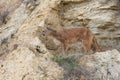 Mountain lion looking for prey Royalty Free Stock Photo