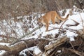 Mountain lion looking for prey