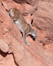 A mountain lion makes it`s way down from a ridge of red rock in Southern Utah.