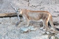 Mountain Lion portrait, also called cougar, panther or Puma in pine meadow of Colorado Royalty Free Stock Photo