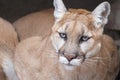 Mountain Lion Portrait Royalty Free Stock Photo