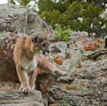 Mountain lion cougar cat watching Royalty Free Stock Photo