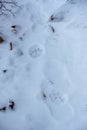 Mountain Lion Prints In Fresh Morning Snow Along Boucher Trail