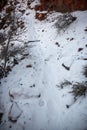 Mountain Lion Prints Lead The Way In The Snow Along The Boucher Trail