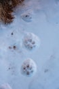 Mountain Lion Prints In The Snow Along Boucher Trail In Grand Canyon