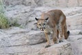 Mountain Lion (Puma concolor)