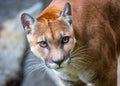 Mountain Lion (Puma concolor) Spotted Outdoors Royalty Free Stock Photo