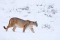 Mountain Lion. Puma, nature winter habitat with snow, Torres del Paine, Chile. Wild big cat Cougar, Puma concolor, hidden portrait Royalty Free Stock Photo