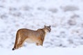 Mountain Lion. Puma, nature winter habitat with snow, Torres del Paine, Chile. Wild big cat Cougar, Puma concolor, hidden portrait Royalty Free Stock Photo