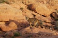 Mountain Lion Red Rock Country Royalty Free Stock Photo