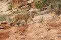 Mountain Lion Red Rock Country Royalty Free Stock Photo