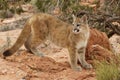 Mountain Lion Red Rock Country