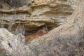 Mountain lion resting at den site Royalty Free Stock Photo