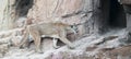 A Mountain Lion Returns to its Lair After Hunting