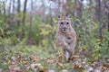 Mountain Lion running with fall colors in background