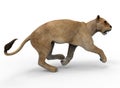 Mountain lion running posture Royalty Free Stock Photo