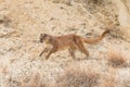 Mountain lion running Royalty Free Stock Photo