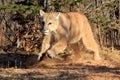 Mountain lion running towards deer Royalty Free Stock Photo