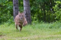 Mountain lion running Royalty Free Stock Photo