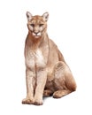 Mountain Lion Sitting Isolated on White Royalty Free Stock Photo