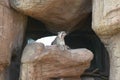 Mountain lion sitting on rock in Arizona-Sonora Desert Museum in Tucson, AZ Royalty Free Stock Photo