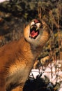 Mountain Lion Snarling