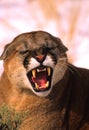 Mountain Lion Snarling Royalty Free Stock Photo