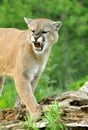 Mountain Lion snarls showing his teeth. Royalty Free Stock Photo