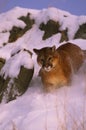 Mountain Lion in Snow Royalty Free Stock Photo