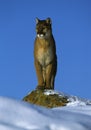 Mountain Lion on Snowy Rock Royalty Free Stock Photo