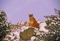 Mountain Lion on Snowy Rock Royalty Free Stock Photo