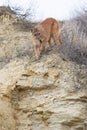 Mountain lion stalking on prey Royalty Free Stock Photo