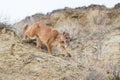 Mountain lion stalking on prey in canyon Royalty Free Stock Photo