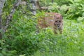 Mountain lion stalking prey in green grass Royalty Free Stock Photo