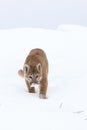 Mountain lion stalking Royalty Free Stock Photo
