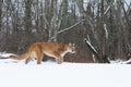 Mountain lion stalking towards his prey Royalty Free Stock Photo