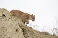 Mountain lion stalking towards prey Royalty Free Stock Photo