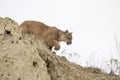 Mountain lion stalking towards prey