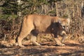 Mountain lion stalking whitetail buck Royalty Free Stock Photo