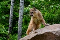 Mountain Lion standing on a large rock.