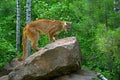 Mountain Lion standing on a large rock.