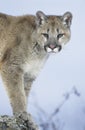 Mountain Lion standing on rock Royalty Free Stock Photo