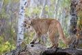 Mountain Lion Standing Sideways With Tongue Out