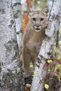 Mountain lion standing in vertical portrait