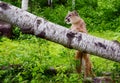 Mountain Lion stands on a fallen log. Royalty Free Stock Photo