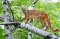 Mountain Lion stands on a fallen log. Royalty Free Stock Photo