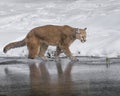 Mountain Lion on thin ice Royalty Free Stock Photo