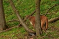 Mountain Lion in the Timber