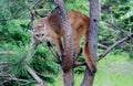 Mountain Lion up a tree.