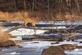 Mountain Lion walking on dead tree over a frozen river